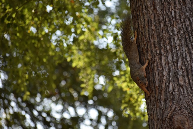 传统的田径 传统的田径